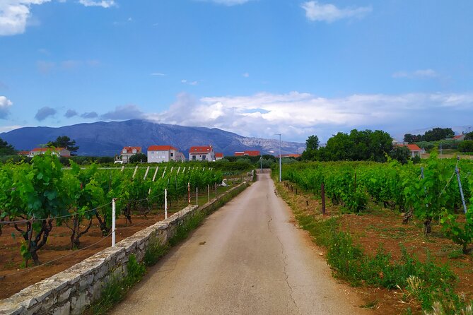 Slurp of Grk Korcula Wine Tour | Wine Tasting in Lumbarda - The full tasting: Plavac Mali and rose