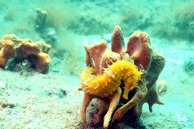 Small-Group Introductory Scuba Diving in Pula - What the three-hour Pula experience is really like