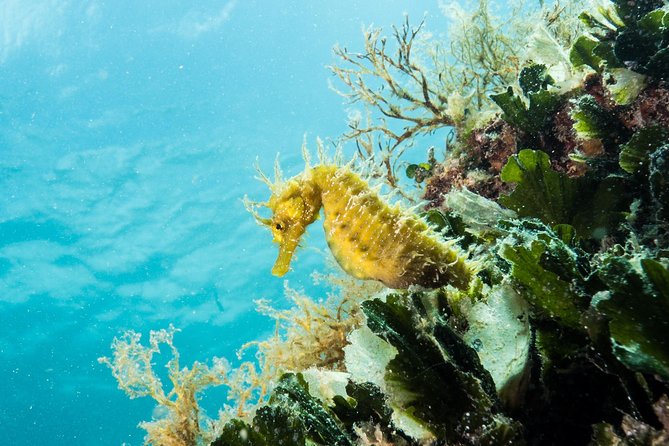 Small-Group Introductory Scuba Diving in Pula - Marine life, visibility, and the snorkeling question