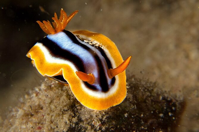Small-Group Introductory Scuba Diving in Pula - Is $102.02 good value?
