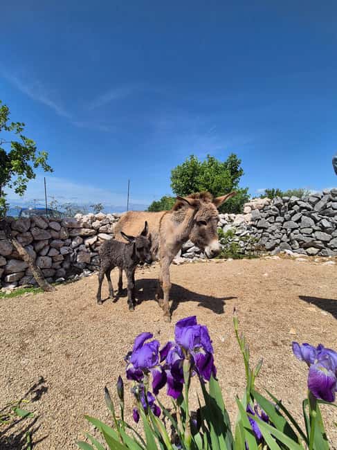 Šmrika (near Rijeka/Krk/Crikvenica) Donkey Farm Family Fun - Key points to know before you go