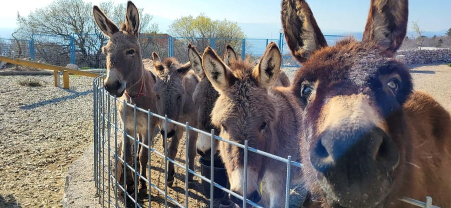 Šmrika (near Rijeka/Krk/Crikvenica) Donkey Farm Family Fun - A guided walk through the farm grounds