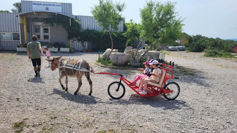 Šmrika (near Rijeka/Krk/Crikvenica) Donkey Farm Family Fun - Meeting the donkeys without a fence