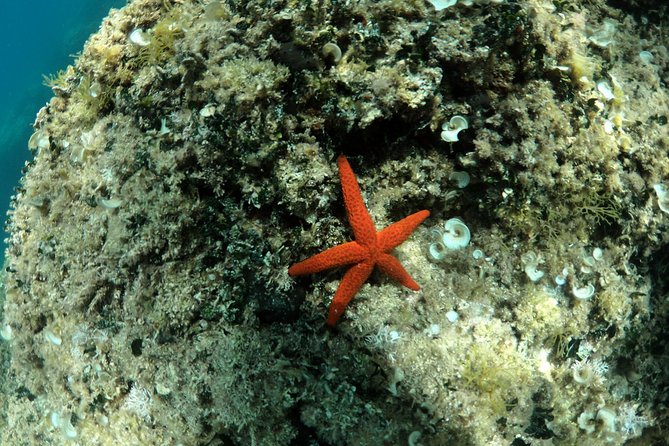 SNORKELING ADVENTURE | Pula Boat - A friendly crew makes a real difference