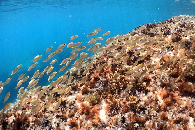 SNORKELING ADVENTURE | Pula Boat - What the $59.35 price includes