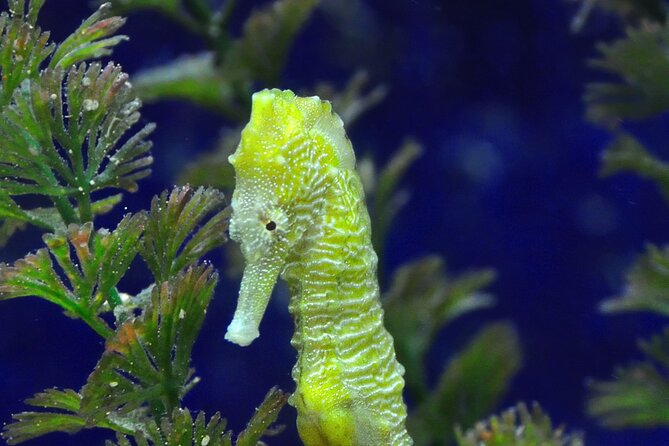 Snorkeling tour Makarska Riviera, islands of Hvar or Brač - Food, drinks, and what to bring