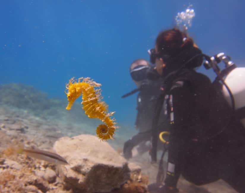 Split-Makarska-Brela Try SCUBA Dive - Key points at a glance