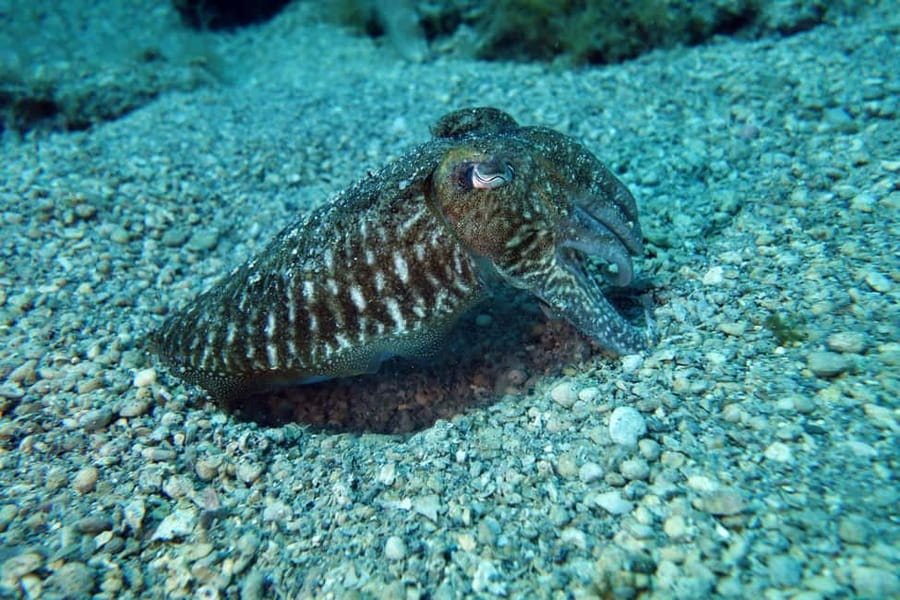 Split-Makarska-Brela Try SCUBA Dive - What you may see around the home reef