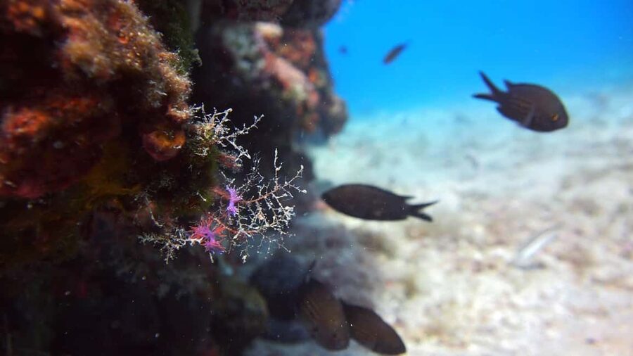 Split-Makarska-Brela Try SCUBA Dive - Is $176 per person good value?