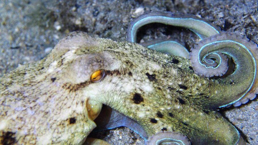 Split-Makarska-Brela Try SCUBA Dive - Who should book this experience?