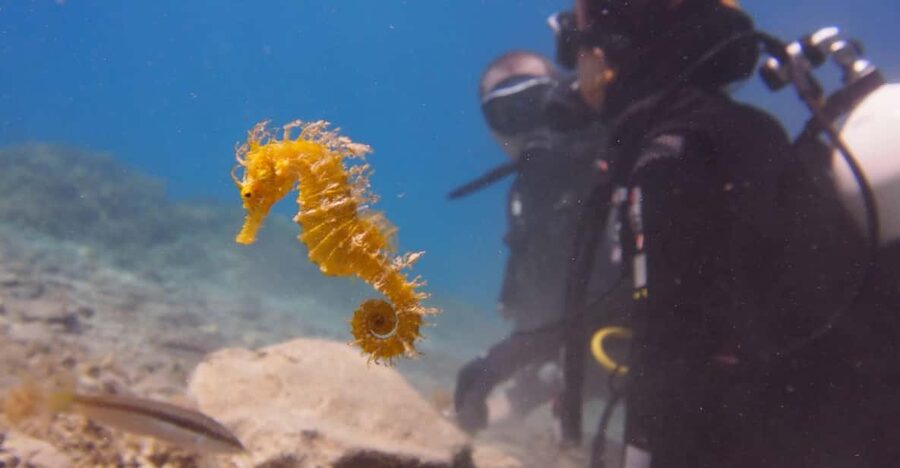 Split-Makarska-Brela Try SCUBA Dive - Meeting at Bikini Dive beside the beach