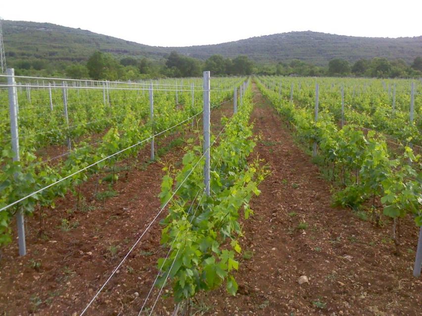 Split or Trogir: Krka Waterfalls & Wine and Food tasting - Šibenik, a useful historic-town pause