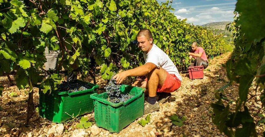 Split or Trogir: Krka Waterfalls & Wine and Food tasting - Entering Krka National Park and following the river