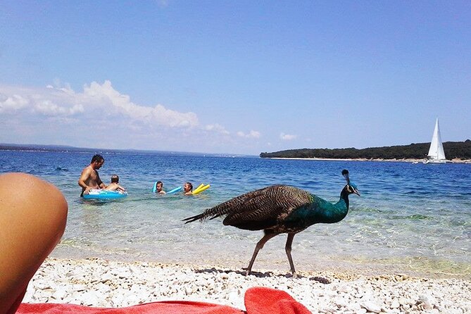 Stop on Island & National Park Day Cruise with Lunch Drinks - Leaving Pula for the Brijuni islands