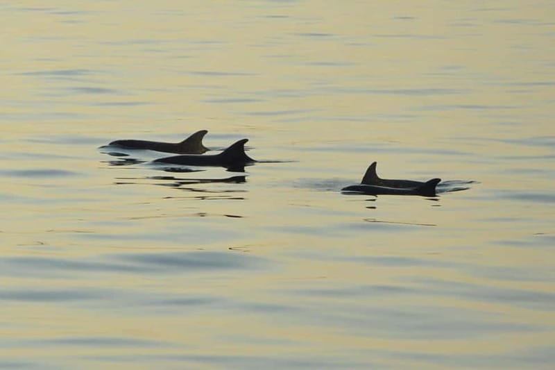Sunset Dolphin Cruise with Dinner – Medulin Archipelago - Key things to know before sailing