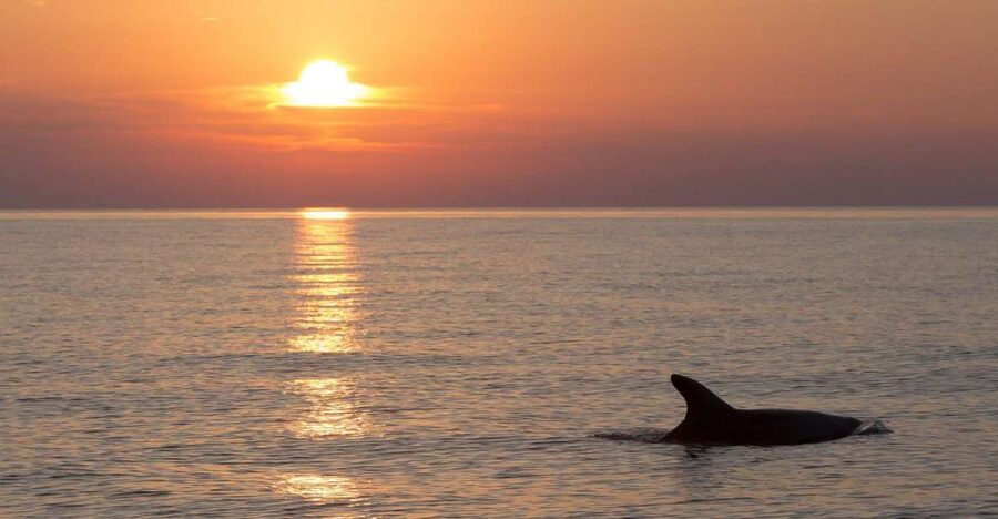 Sunset Dolphin Cruise with Dinner – Medulin Archipelago - Useful details before you book