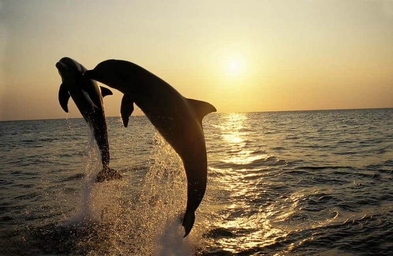 Sunset Dolphin Cruise with Dinner – Medulin Archipelago - Porer Lighthouse, one of the evening’s best views