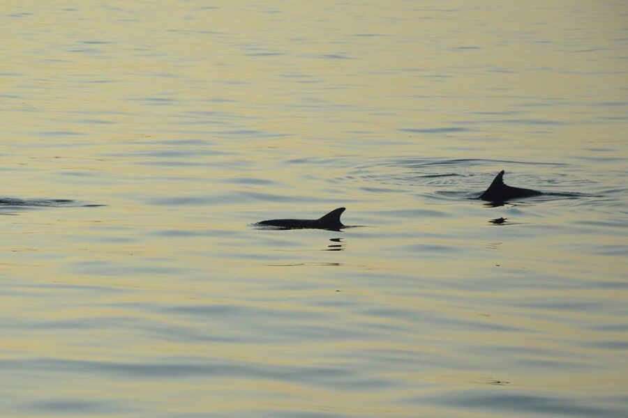 Sunset Dolphin Cruise with Dinner – Medulin Archipelago - Who will enjoy this Medulin cruise most