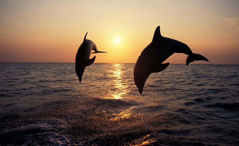 Sunset Dolphin Cruise with Dinner – Medulin Archipelago - Cape Kamenjak and the Medulin archipelago