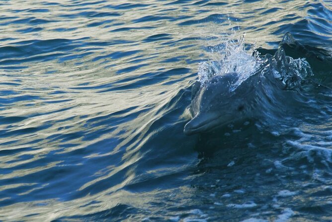 Sunset Dolphin Watching Boat Tour from Vrsar - Waiting for dolphins around Vrsar and Rovinj