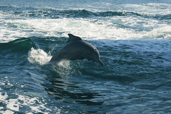 Sunset Dolphin Watching Boat Tour from Vrsar - What two hours feels like on the water