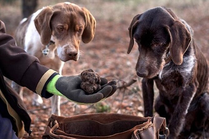Truffle and wine / Taste of Istria from POREC, ROVINJ, PULA - What Alen Adds to the Experience