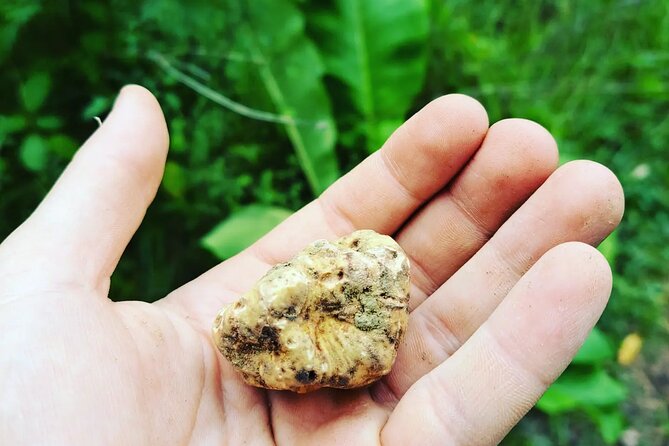 Truffle hunting adventure - Black and white truffles beneath the soil