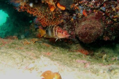 Try Scuba Diving in Split