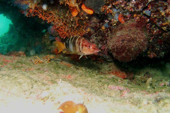 Try Scuba Diving in Split - Open Water, the main stop