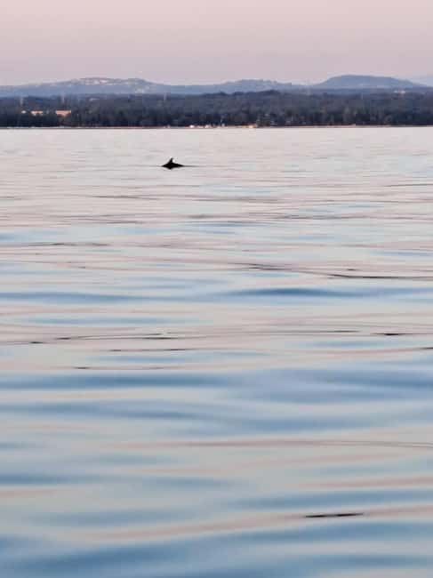 Umag: Dolphinwatching & sunset panorama tour - Leaving Fontana for the open sea