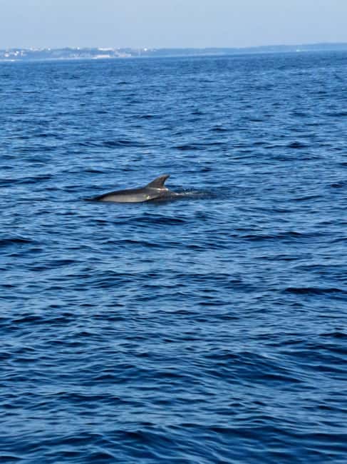 Umag: Dolphinwatching & sunset panorama tour - Passing Savudrija Lighthouse