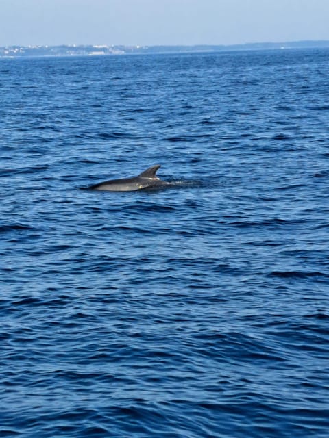 Umag: Dolphinwatching & sunset panorama tour - Sea conditions, comfort, and who should skip it
