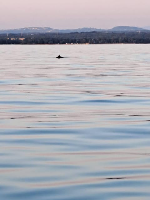 Umag: Dolphinwatching & sunset panorama tour - Is this Umag boat trip right for you?