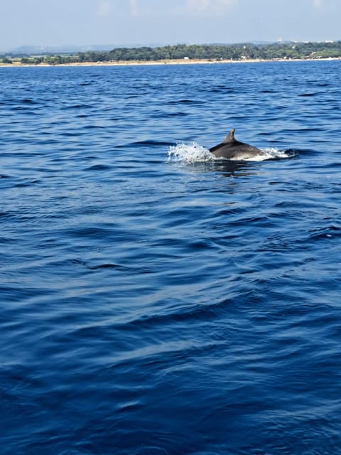 Umag: Snorkeling & dolphinwatching morning boat tour - What the $47 price really includes