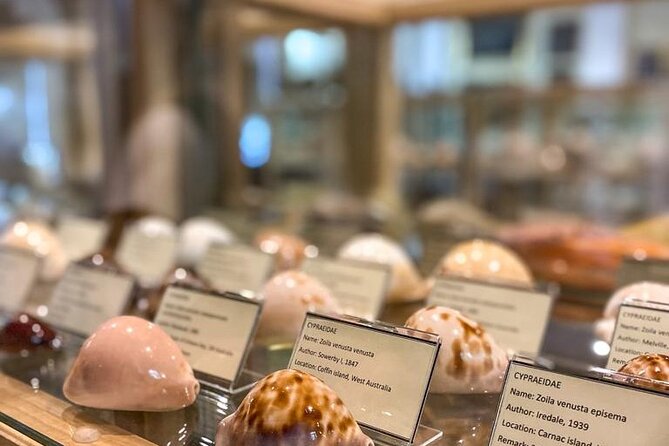 Visit Shell Museum Cavtat - Key points about the Cavtat Shell Museum