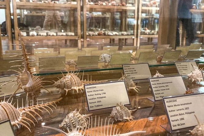 Visit Shell Museum Cavtat - What you see at Svetog Nikole 6