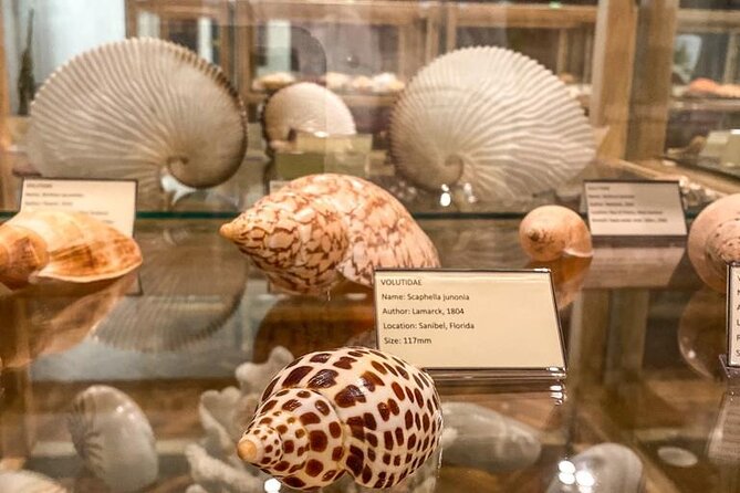 Visit Shell Museum Cavtat - Why the family collection adds character