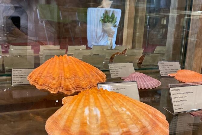 Visit Shell Museum Cavtat - A good choice for families and curious children