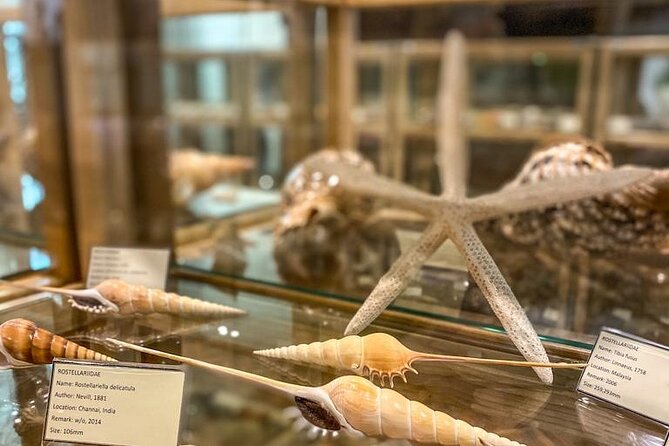 Visit Shell Museum Cavtat - The 45-minute exhibition visit