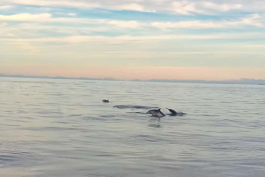 Vrsar: Dolphin Watching Boat Ride - Key Points to Know Before You Go