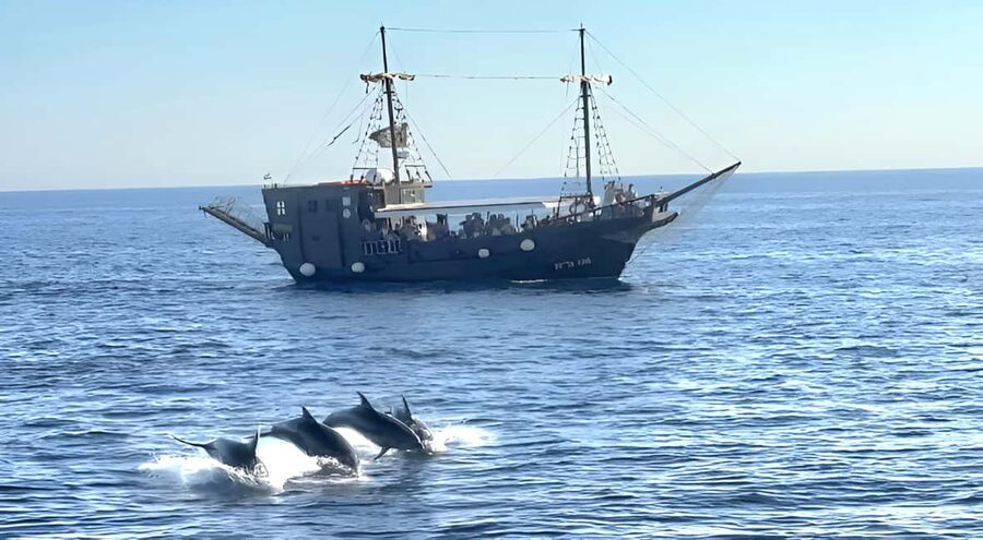 Vrsar: Dolphin Watching Boat Ride - Searching for Adriatic Dolphins