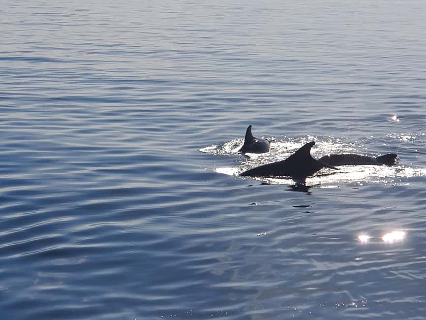 Vrsar: Dolphin Watching Boat Ride - What the Drinks Add to the Ride