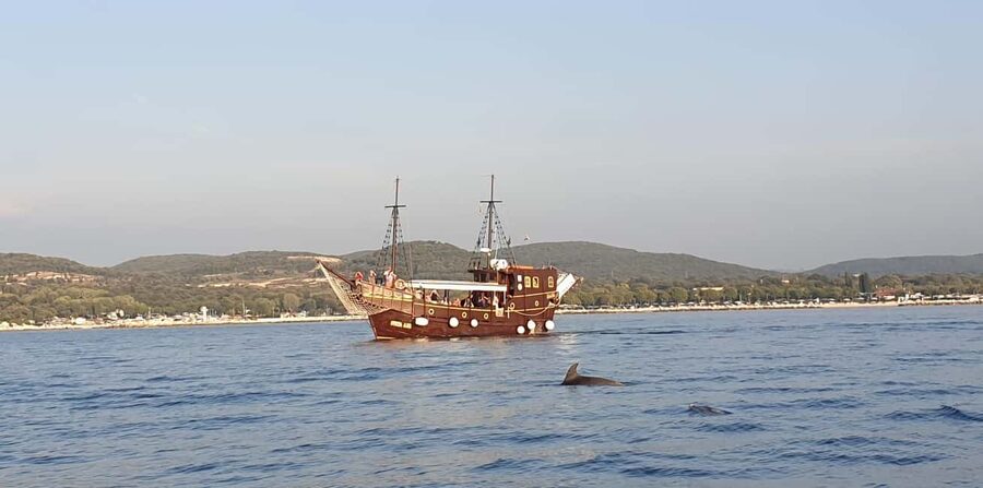 Vrsar: Dolphin Watching Boat Ride - The Mood on Board
