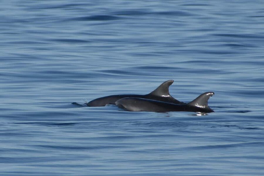Vrsar: Dolphin Watching Boat Ride - Who Will Enjoy This Cruise Most?