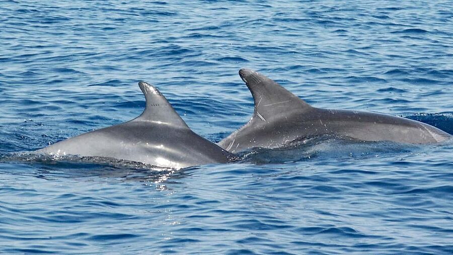 Vrsar: Dolphin Watching Boat Ride - Leaving Vrsar Behind