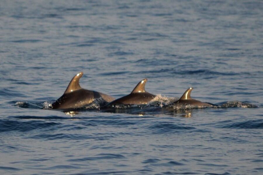 Vrsar: Dolphin Watching Boat Tour including Drinks - Key points to know before booking