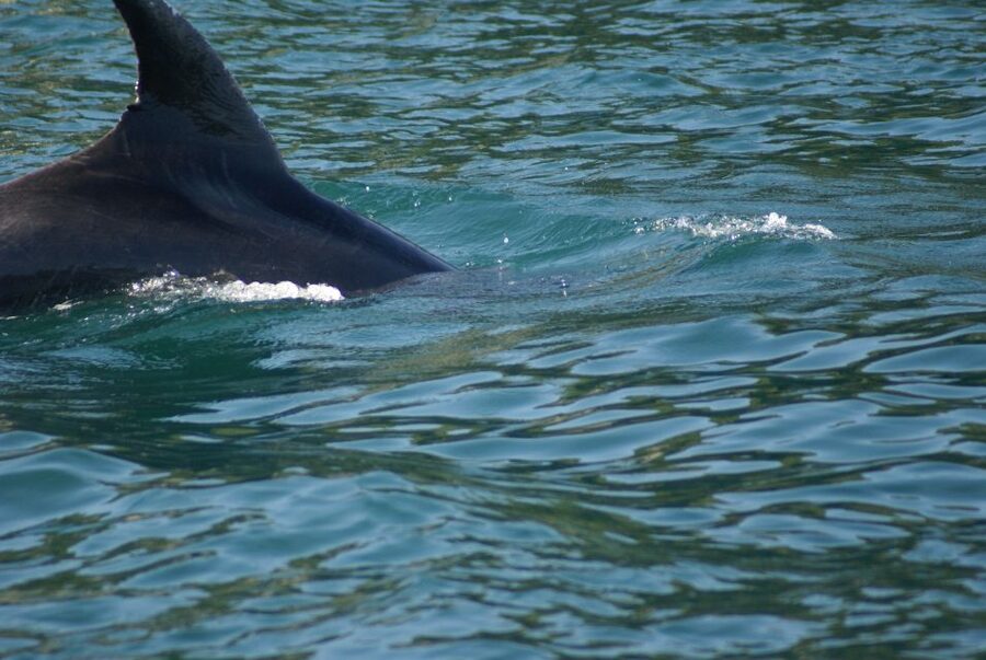 Vrsar: Dolphin Watching Boat Tour including Drinks - Should you book this dolphin trip?