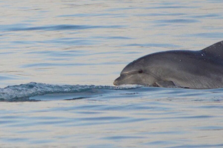 Vrsar: Dolphin Watching Boat Tour including Drinks - What the $29 price really buys you