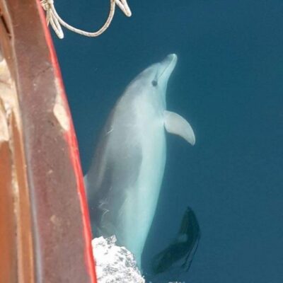 Vrsar: Dolphin Watching Boat Tour including Drinks