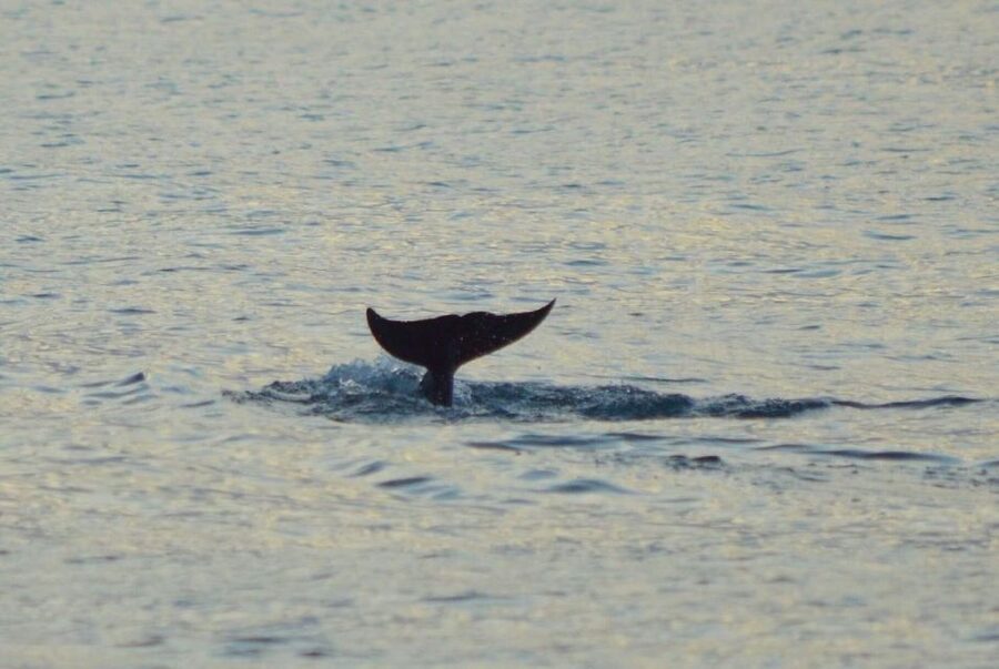 Vrsar: Dolphin Watching Boat Tour including Drinks - Who will enjoy this boat trip most
